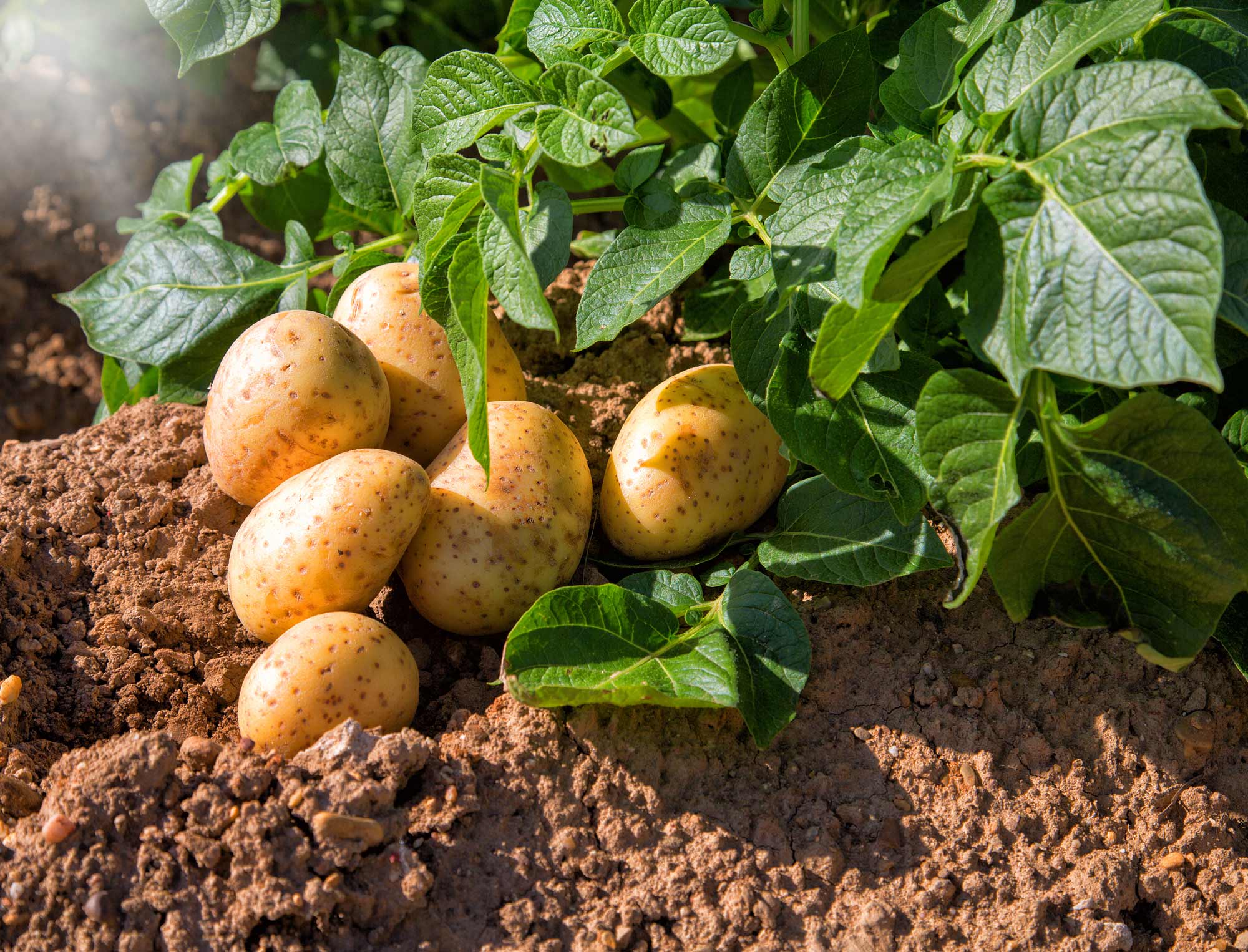 Как использовать ботву картофеля и помидоров с пользой для почвы 