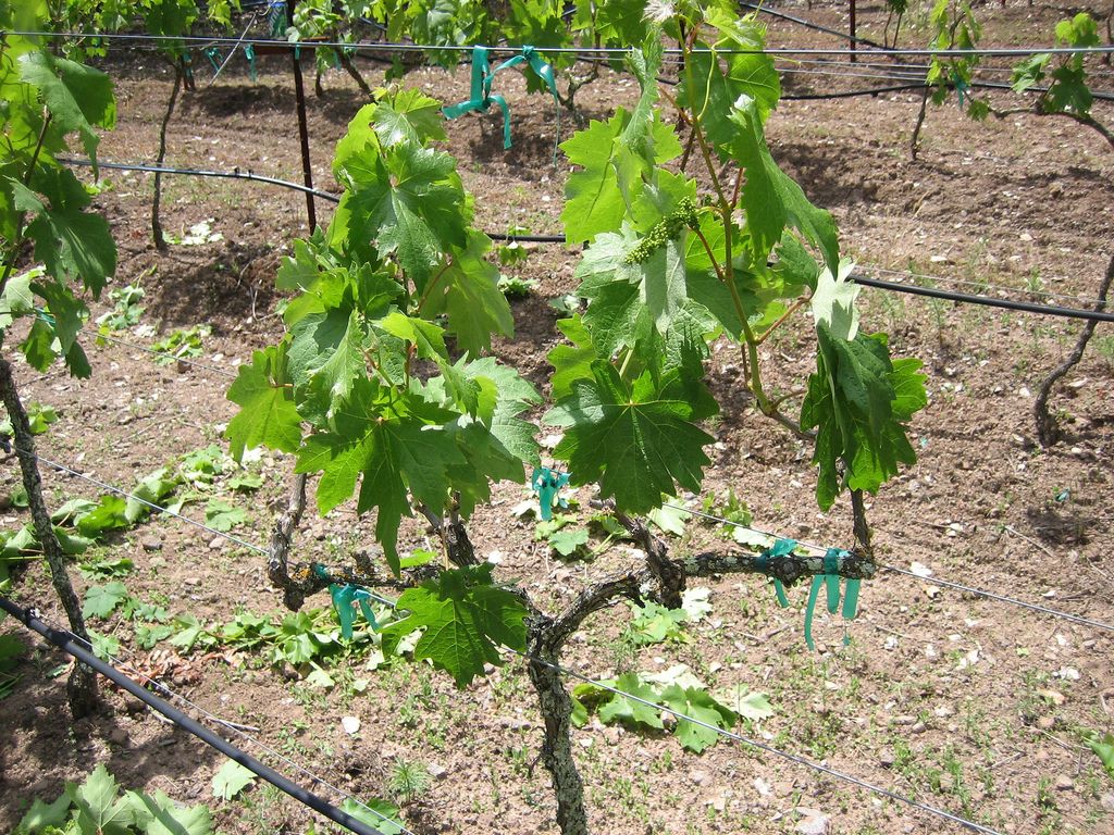 Можно ли из слабого саженца вырастить полноценный куст винограда 