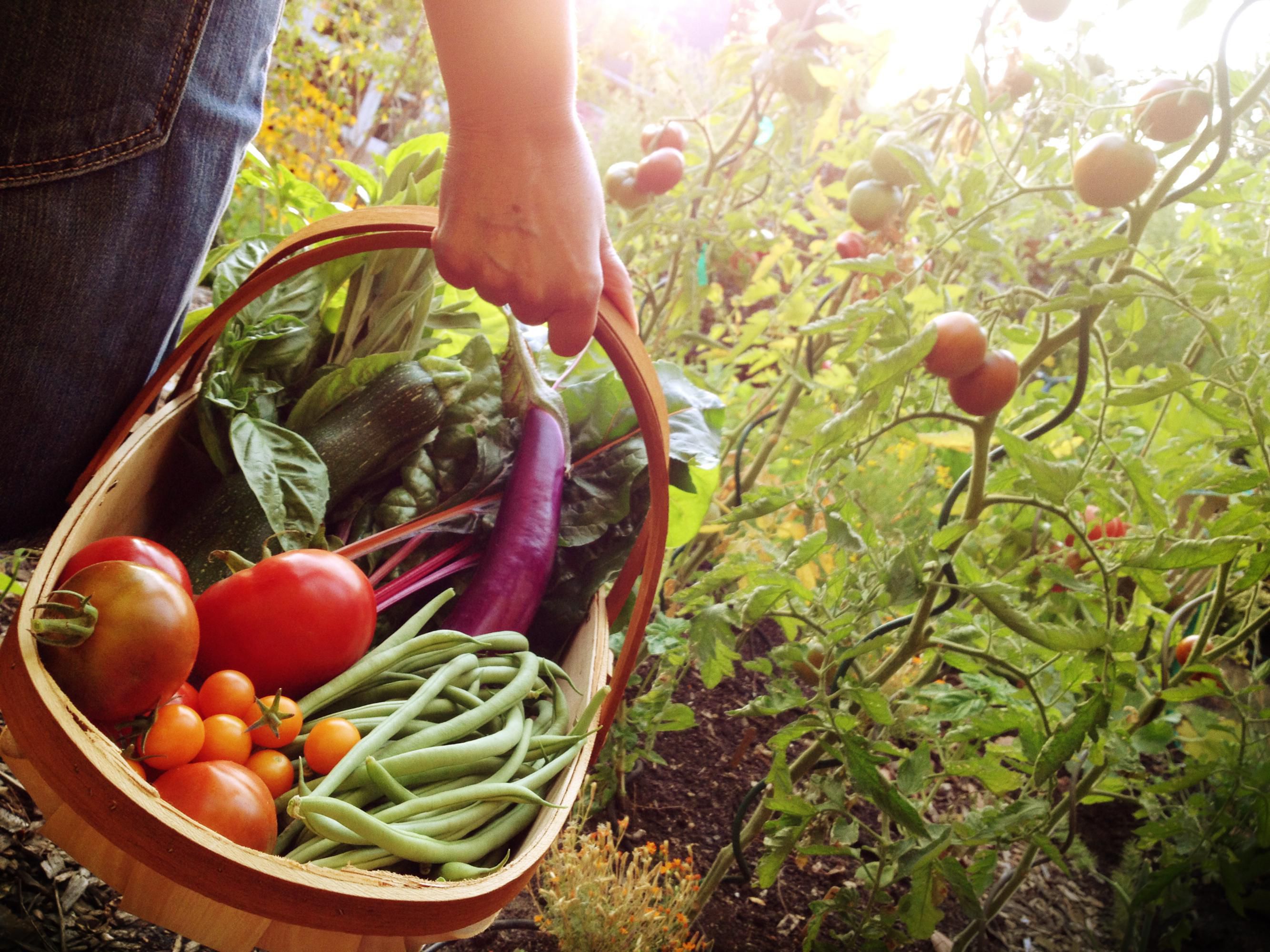 Дорогие овощи, кушайте на здоровье! 